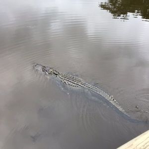 Meet your Posher, Joey